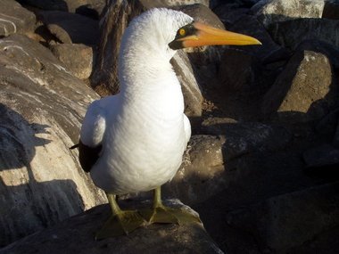 nazca-booby-2.jpg